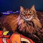 Cat, Carnivore, Maine Coon, Felidae, Whiskers, Snout, Furry friends, Small To Medium-sized Cats, Event, Domestic Short-haired Cat, Electric Blue, British Longhair, Terrestrial Animal, Paw, Lap, Tail, Night