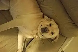 Name Labrador Retriever Dog Jericho