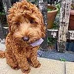 Dog, Dog breed, Carnivore, Companion dog, Fawn, Water Dog, Working Animal, Airedale Terrier, Snout, Wood, Toy, Terrier, Liver, Canidae, Toy Dog, Pet Supply, Poodle, Furry friends, Labradoodle