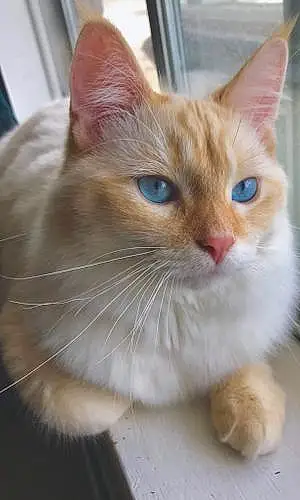 Name Siamese Cat Gatsby