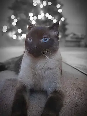 Name Siamese Cat Koa