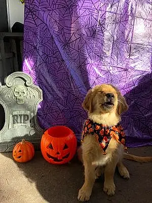 Halloween Dog Oliver