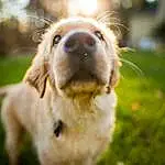 Dog, Dog breed, Golden Retriever, Nose, Snout, Retriever, Whiskers, Puppy, Grass, Companion dog, Labrador Retriever