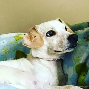 Name Chihuahua Dog Cj