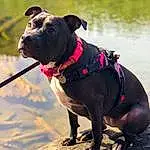 Dog, Dog breed, Snout, American Pit Bull Terrier, Staffordshire Bull Terrier