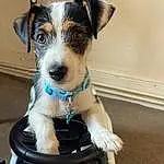Dog, Canidae, Dog breed, Carnivore, Companion dog, Snout, Rare Breed (dog), Parson Russell Terrier, Terrier, Fox Terrier, Miniature Fox Terrier, Russell Terrier