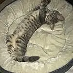 Cat, European Shorthair, Tabby cat, Kitten, Whiskers, Domestic short-haired cat, Bengal, American Shorthair, Bed, Toyger, Ocicat, Nap