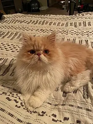 Name Persian Cat Dutton