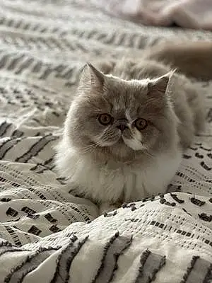 Name Persian Cat Lila