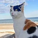 Water, Sky, Cat, Cloud, Blue, Carnivore, Felidae, Whiskers, Small To Medium-sized Cats, Snout, Tail, Furry friends, Domestic Short-haired Cat, Ocean, Beach, Terrestrial Animal, Sitting, Vacation, Wood