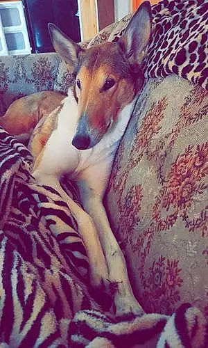 Name Collie Dog Lassie