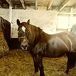 Horse, Mare, Mane, Stallion, Mustang Horse, Horse Supplies, Pack Animal, Horse Tack, Livestock, Snout, Pony, Colt, Stable, Bridle, Saddle, Foal