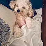 Dog, Maltepoo, Canidae, Dog breed, Toy Poodle, Miniature Poodle, Puppy, Cockapoo, Schnoodle, Poodle Crossbreed, Carnivore, Companion dog, Bolognese, Poodle, Puppy love, Cavapoo, Bolonka, Non-sporting Group