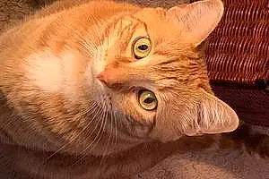Name American Shorthair Cat Casey