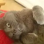 Cat, Whiskers, Chartreux, Korat, Nebelung, Russian blue, Eyes, Snout, Kitten, British Shorthair, Furry friends, Domestic short-haired cat, British longhair, Scottish Fold, Paw