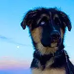 Dog, Sky, Dog breed, Carnivore, Companion dog, Snout, Moon, Canidae, Electric Blue, Herding Dog, Water, Furry friends, Beach, Working Dog, Landscape, Working Animal, Guard Dog, Dog Collar, Horizon