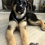 Dog, Dog breed, Carnivore, Companion dog, Fawn, Snout, Working Animal, Furry friends, Canidae, Comfort, Working Dog, Paw, Whiskers, Door, Puppy, Terrestrial Animal