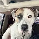 Dog, White, Jaw, Carnivore, Dog breed, Fawn, Comfort, Companion dog, Whiskers, Snout, Car, Vehicle Door, Collar, Furry friends, Working Animal, Car Seat, Auto Part, Vehicle, Family Car