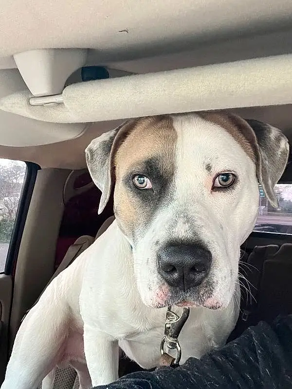 Dog, White, Jaw, Carnivore, Dog breed, Fawn, Comfort, Companion dog, Whiskers, Snout, Car, Vehicle Door, Collar, Furry friends, Working Animal, Car Seat, Auto Part, Vehicle, Family Car
