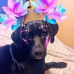 Dog, Hat, Blue, Flower, Purple, Plant, Dog breed, Carnivore, Petal, Pink, Violet, Fawn, Working Animal, Companion dog, Party Supply, Costume Hat, Magenta, Electric Blue, Automotive Wheel System
