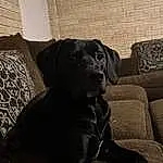 Dog, Dog breed, Grey, Carnivore, Working Animal, Fawn, Companion dog, Tints And Shades, Snout, Comfort, Wood, Whiskers, Retriever, Gun Dog, Liver, Art, Couch, Canidae, Furry friends