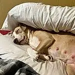Dog, Comfort, Dog breed, Carnivore, Fawn, Companion dog, Dog Supply, Working Animal, Snout, Linens, Furry friends, Duvet, Bedding, Canidae, Bedtime, Nap, Bed, Blanket
