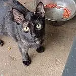 Cat, Felidae, Carnivore, Small To Medium-sized Cats, Whiskers, Tail, Cat Toy, Bombay, Snout, Furry friends, Domestic Short-haired Cat, Paw, Road Surface, Claw, Asphalt, Black cats, Sand, Concrete, Foot, Cat Supply