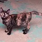Cat, Eyes, Carnivore, Dog breed, Small To Medium-sized Cats, Felidae, Whiskers, Fawn, Terrestrial Animal, Snout, Tail, Liver, Domestic Short-haired Cat, Paw, Furry friends, Claw, Canidae, Black cats