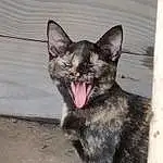 Cat, Carnivore, Grey, Felidae, Whiskers, Small To Medium-sized Cats, Snout, Dog breed, Furry friends, Domestic Short-haired Cat, Claw, Paw, Terrestrial Animal, Fang, Foot, Tail, Natural Material