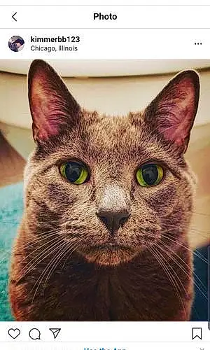 Name Chartreux Cat Fletcher