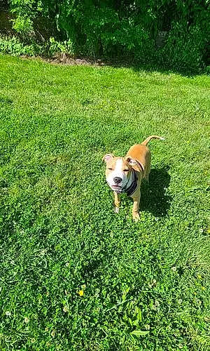Staffordshire Bull Terrier Dog Zeus