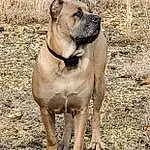 Dog, Working Animal, Collar, Carnivore, Dog breed, Fawn, Companion dog, Dog Collar, Snout, Liver, Wrinkle, Terrestrial Animal, Pet Supply, Molosser, Canidae, Working Dog, Ancient Dog Breeds, Non-sporting Group, Soil