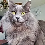 Cat, Carnivore, Felidae, Whiskers, Iris, Grey, Small To Medium-sized Cats, Snout, Furry friends, Domestic Short-haired Cat, British Longhair, Terrestrial Animal