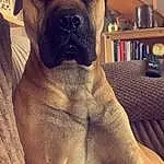 Dog, Carnivore, Shelf, Dog breed, Fawn, Companion dog, Bookcase, Water, Wrinkle, Snout, Whiskers, Working Animal, Canidae, Comfort, Molosser, Giant Dog Breed, Working Dog, Chest, Ancient Dog Breeds