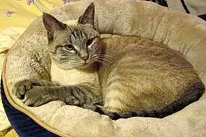 Name Siamese Cat Cedric