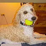 Head, Dog, Carnivore, Dog breed, Water Dog, Companion dog, Fawn, Working Animal, Snout, Pet Supply, Poodle, Furry friends, Canidae, Wood, Toy Dog, Dog Collar, Non-sporting Group, Labradoodle