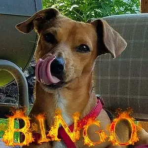 Name Dachshund Dog Bingo