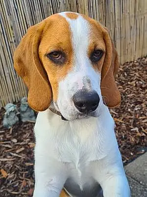 Name Beagle Dog Gus