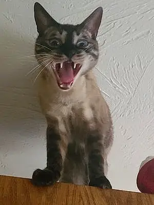 Bengal Cat Rocky
