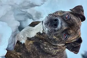 Name Pitt Bull Terrier Dog Brutus