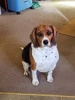 Name Beagle Dog Gracie