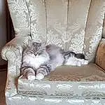 Brown, Cat, Furniture, Comfort, Carnivore, Felidae, Chair, Wood, Interior Design, Grey, Small To Medium-sized Cats, Living Room, Whiskers, Hardwood, Couch, Linens, Furry friends, Bedding