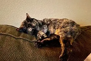 Name American Shorthair Cat Anastasia
