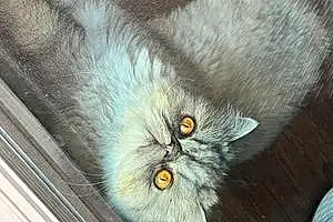 Persian Cat Gizmo