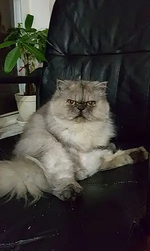 Name Cat Grumpy