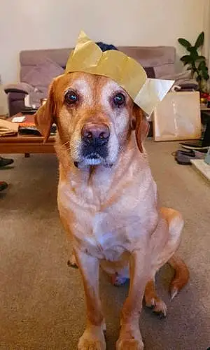 Name Labrador Retriever Dog Dudley