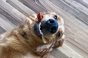Name Golden Retriever Dog Franky