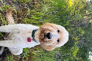 Name Goldendoodle Dog Fynn