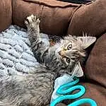 Cat, White, Comfort, Felidae, Carnivore, Grey, Small To Medium-sized Cats, Whiskers, Linens, Tail, Bag, Couch, Electric Blue, Domestic Short-haired Cat, Furry friends, Claw, Luggage And Bags, Personal Protective Equipment, Rope