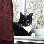 Cat, Felidae, Carnivore, Window, Grey, Small To Medium-sized Cats, Whiskers, Tints And Shades, Snout, Rectangle, Tail, Furry friends, Domestic Short-haired Cat, Comfort, Black cats, Black & White, Pattern, Room, Box, Tree